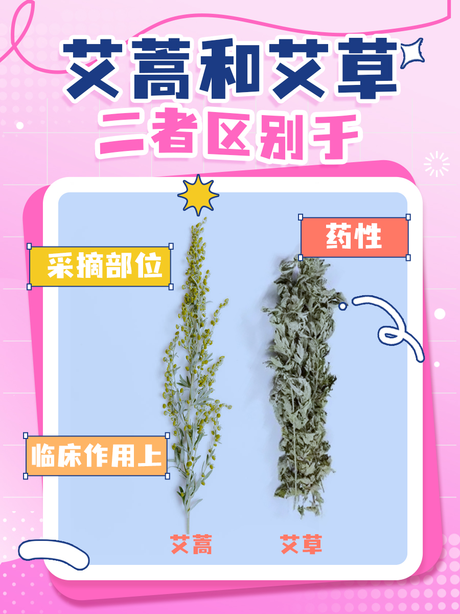 艾蒿与艾草的区别：中医视角解析！