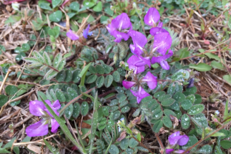 米口袋植株图 米口袋植株图