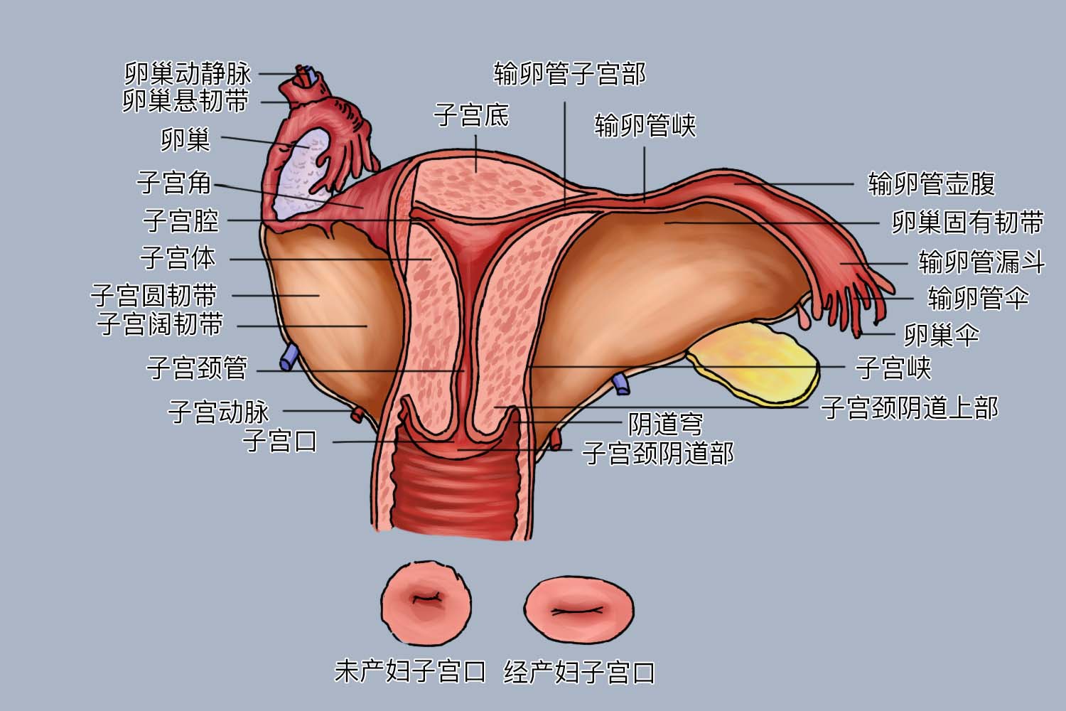女性内生殖器结构图