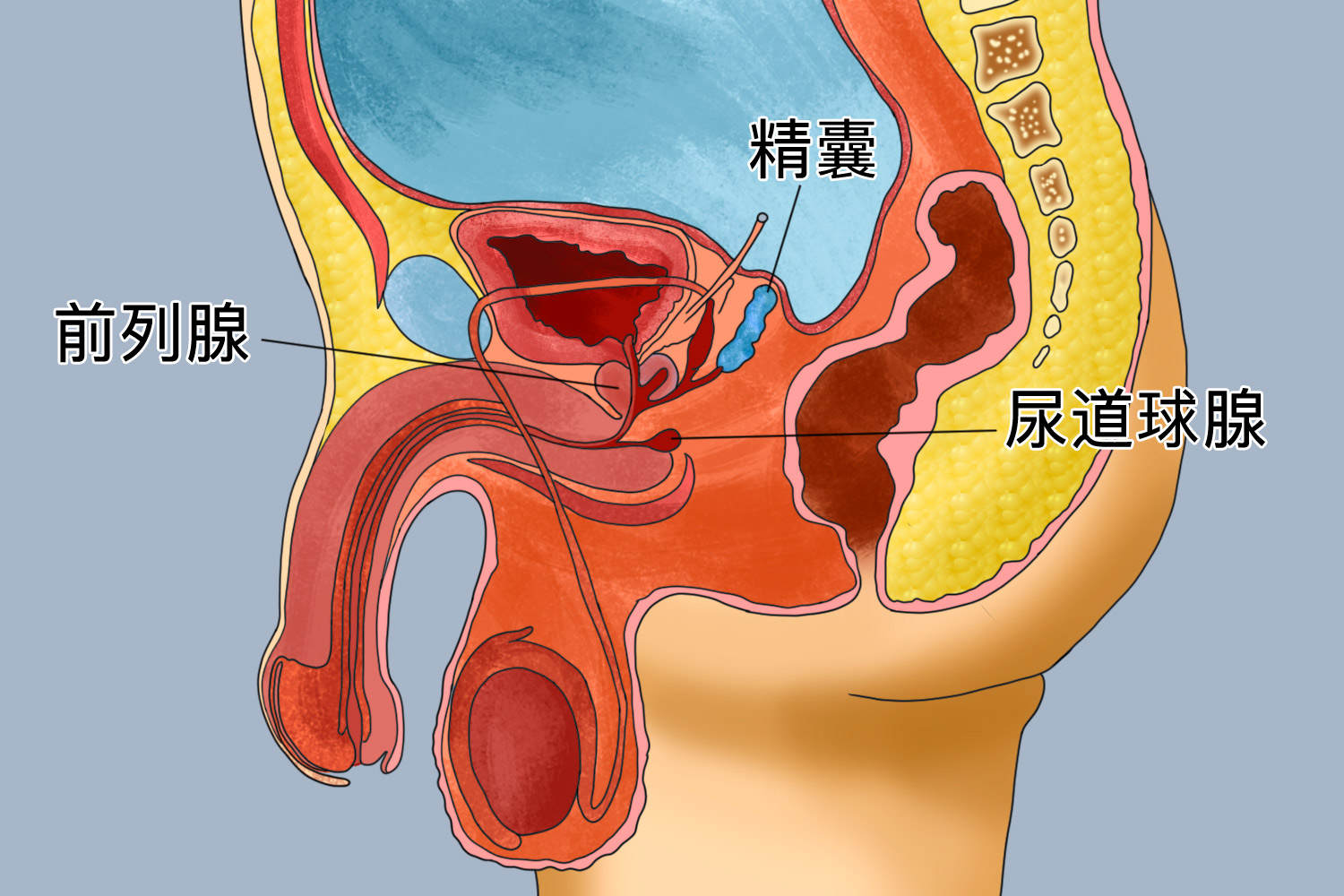 男性附性腺图