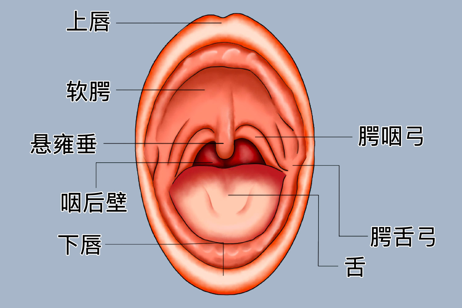 一个月宝宝悬雍垂图