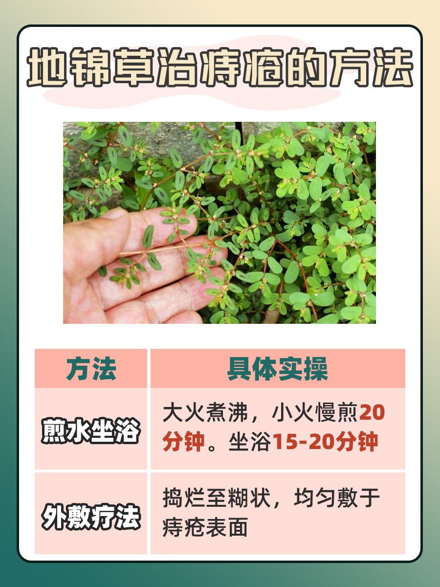 地锦草治痔疮，实用攻略在此