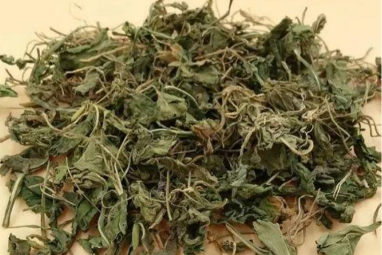 紫花地丁药材图