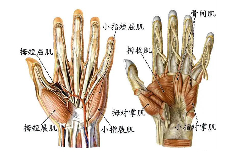 手上外侧及内侧肌肉群图