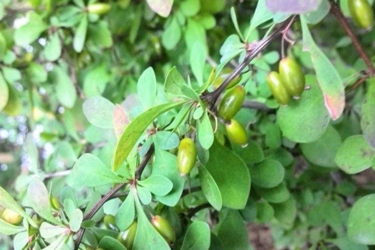 匙叶小檗植株图