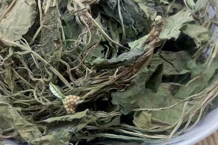中药紫堇图