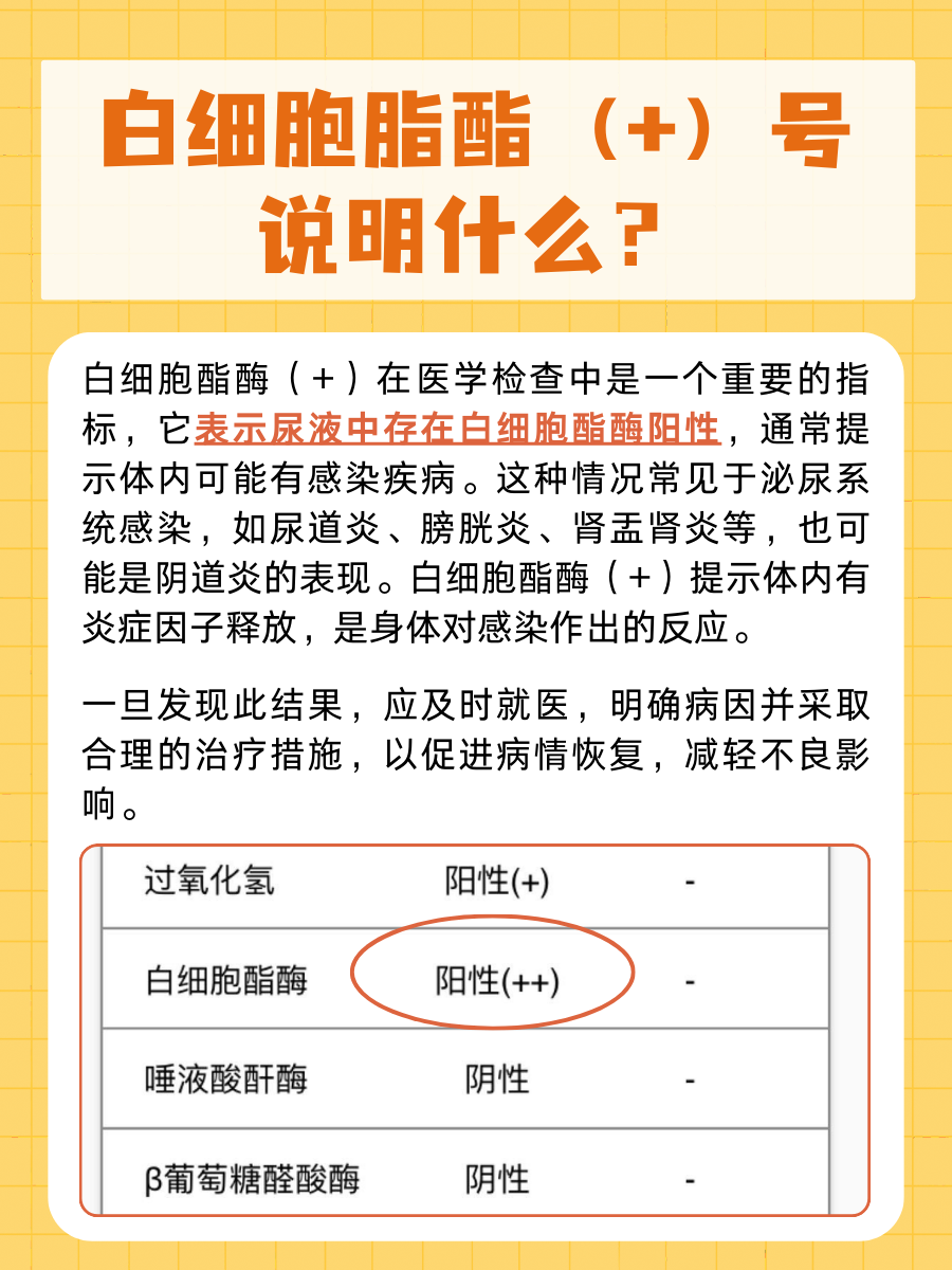 白细胞脂酯（+）号什么意思？这里有答案