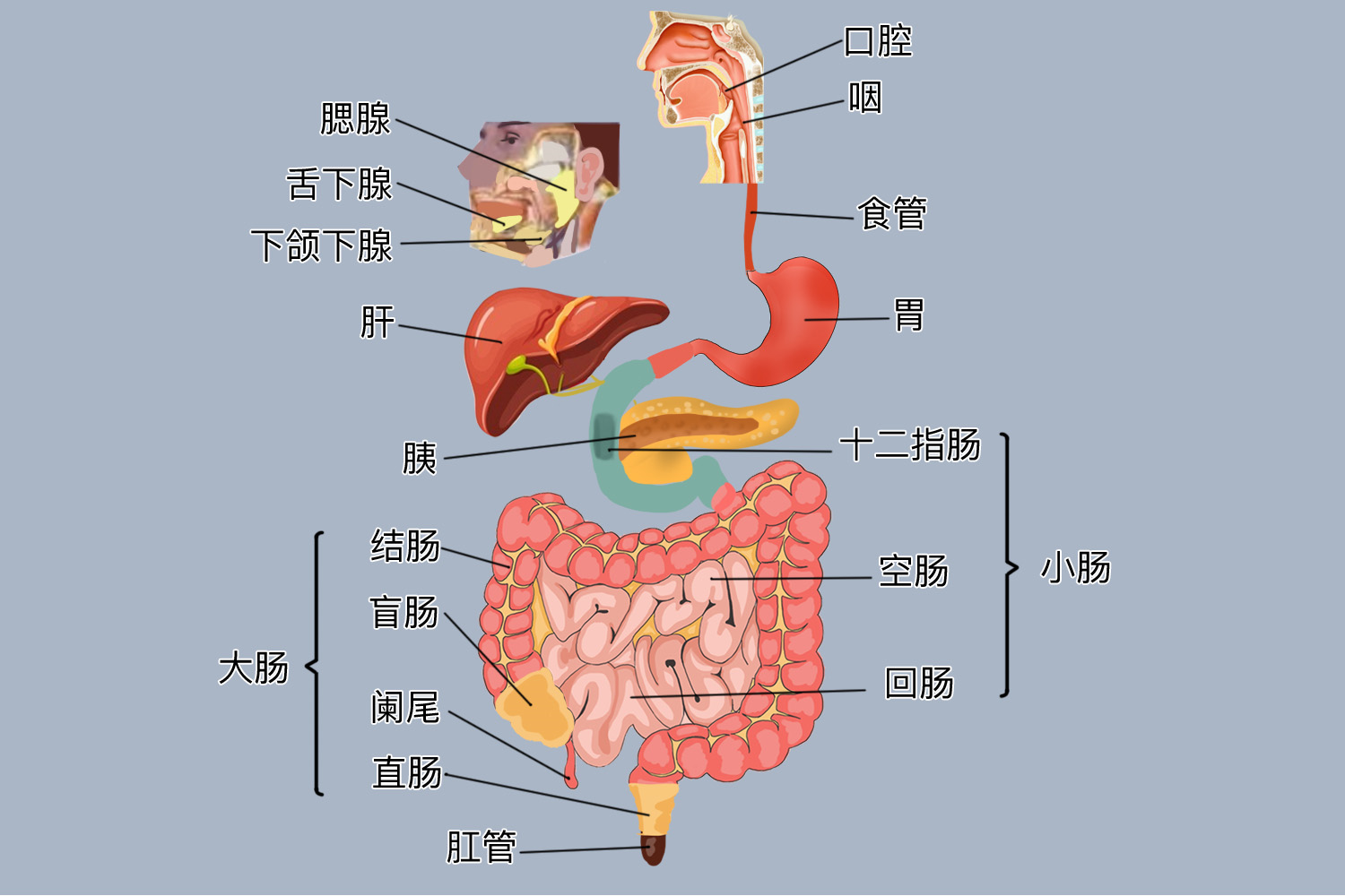 人体消化图示意图图片