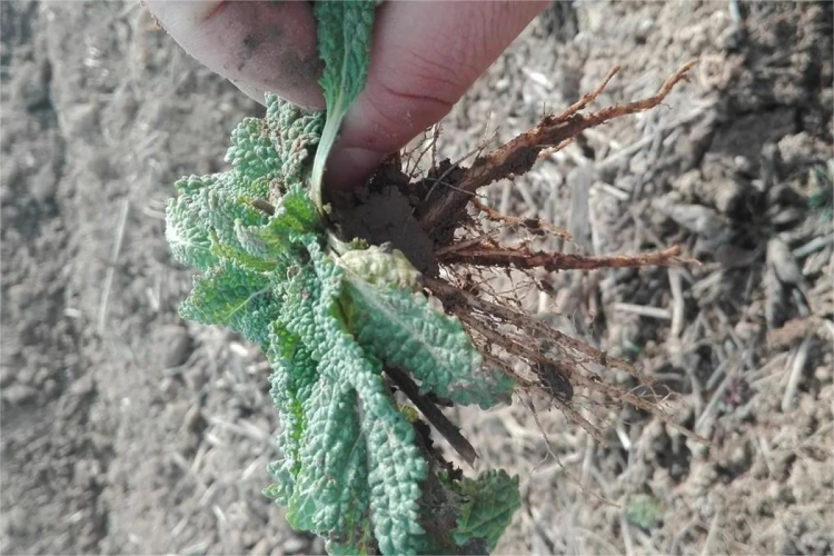 蛤蟆草新鲜植株图