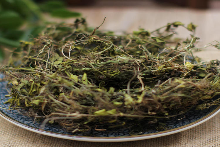 黄毛耳草药材图