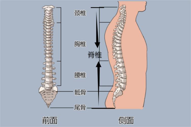 脊椎图