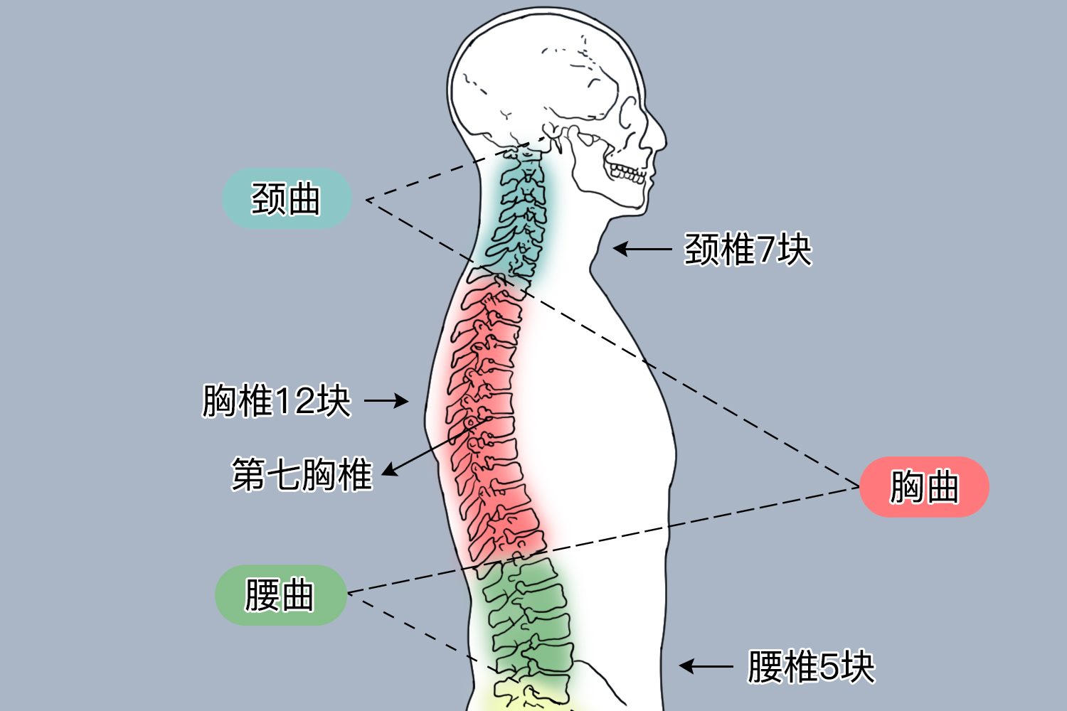 第七胸椎位置图