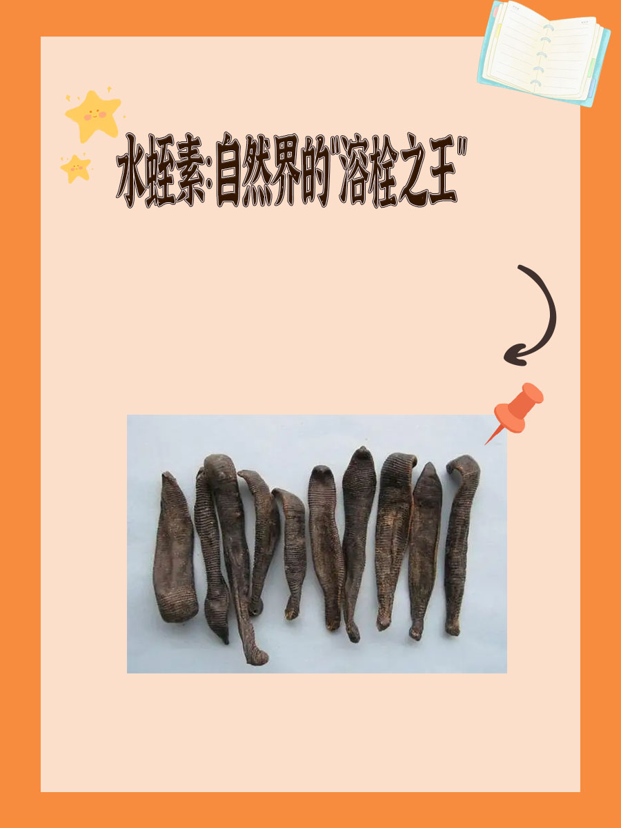 水蛭素：自然界的“溶栓之王”