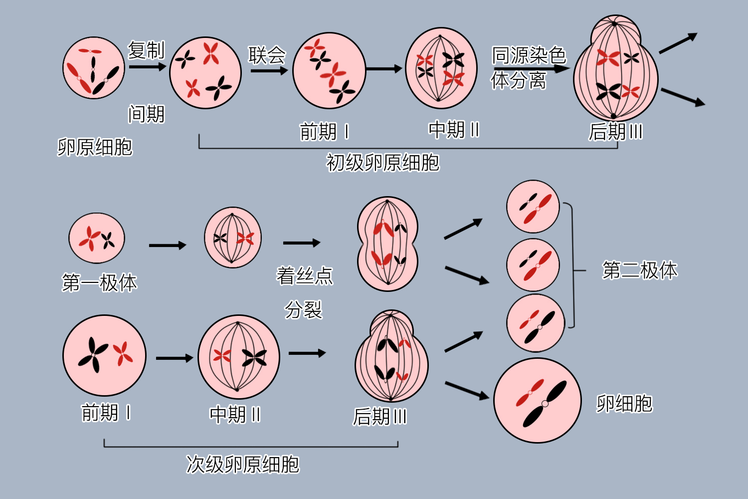 受孕过程卡通图片