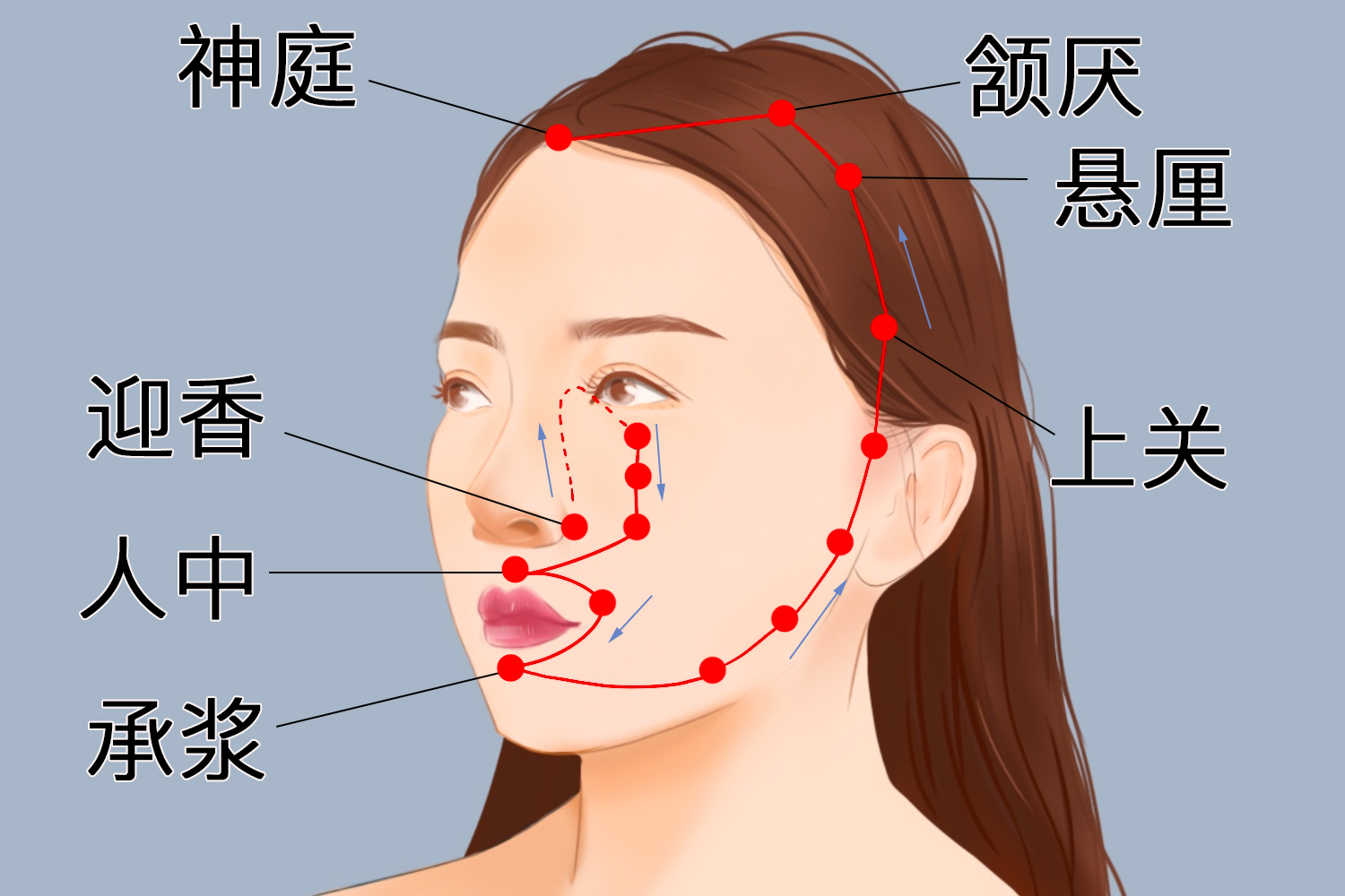 足阳明胃经经脉循行图 足阳明胃经经脉循行图
