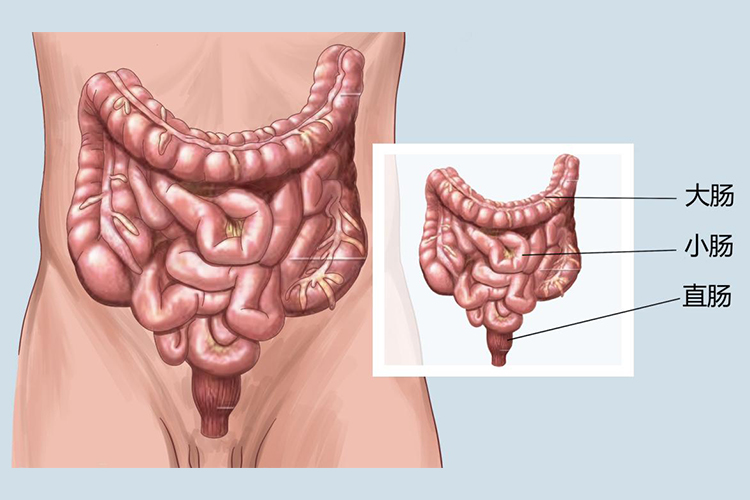 小肠、大肠、直肠位置图