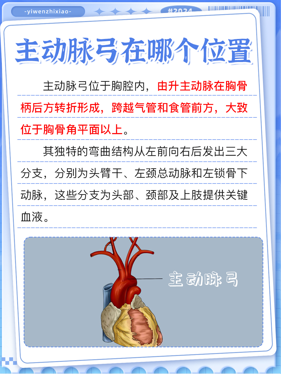 一文解析,主动脉弓在哪个位置