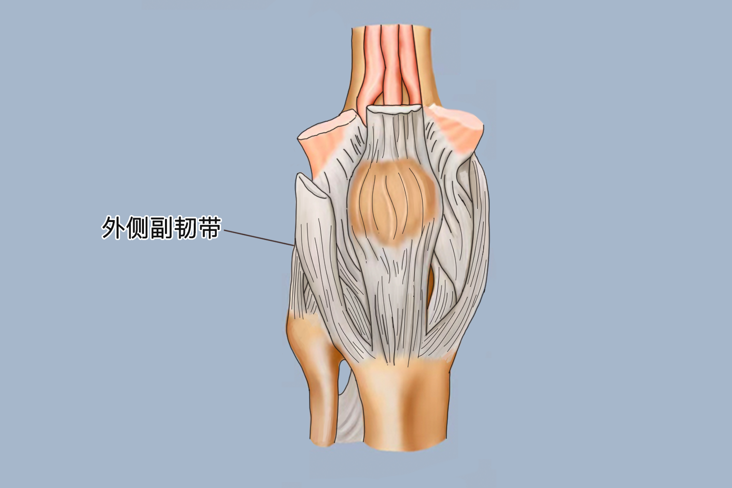膝盖外侧副韧带位置图