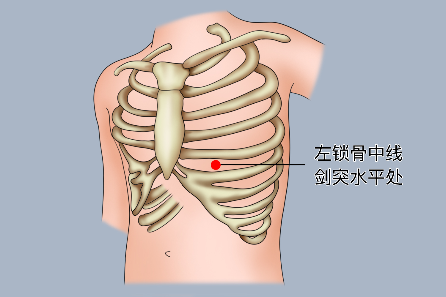 左锁骨中线剑突水平位置图