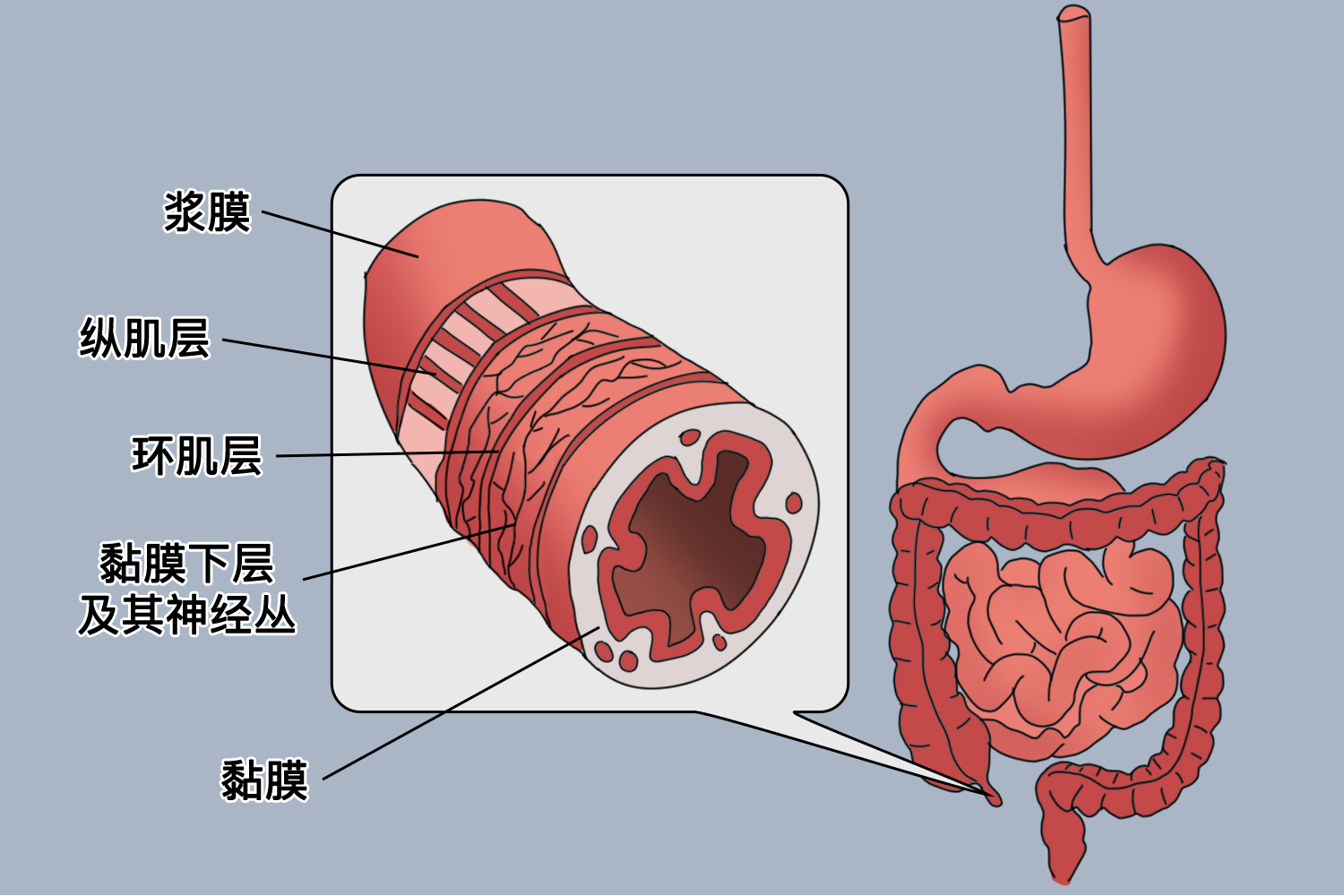 阑尾肌层图片