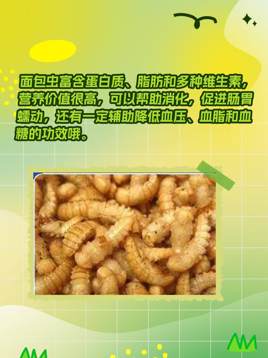 面包虫:小虫子大功效,健康好帮手!