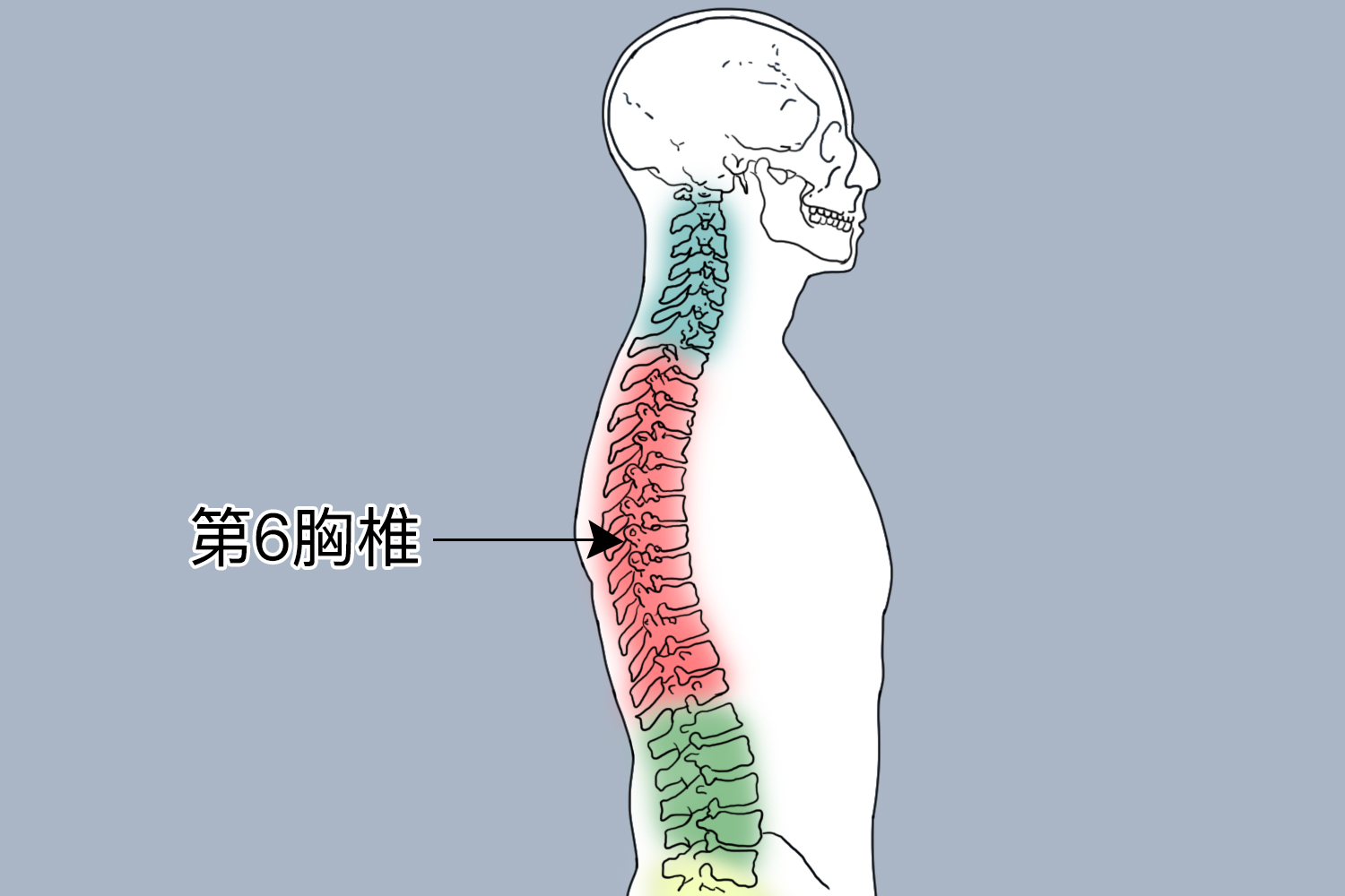 胸椎体位置示意图图片