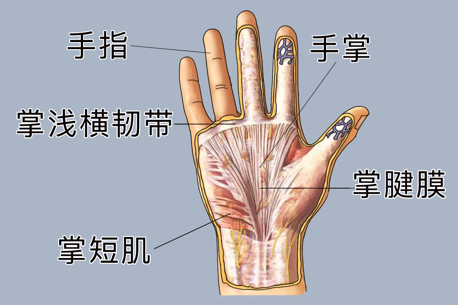 右手手掌及手指示意图 右手手掌及手指示意图