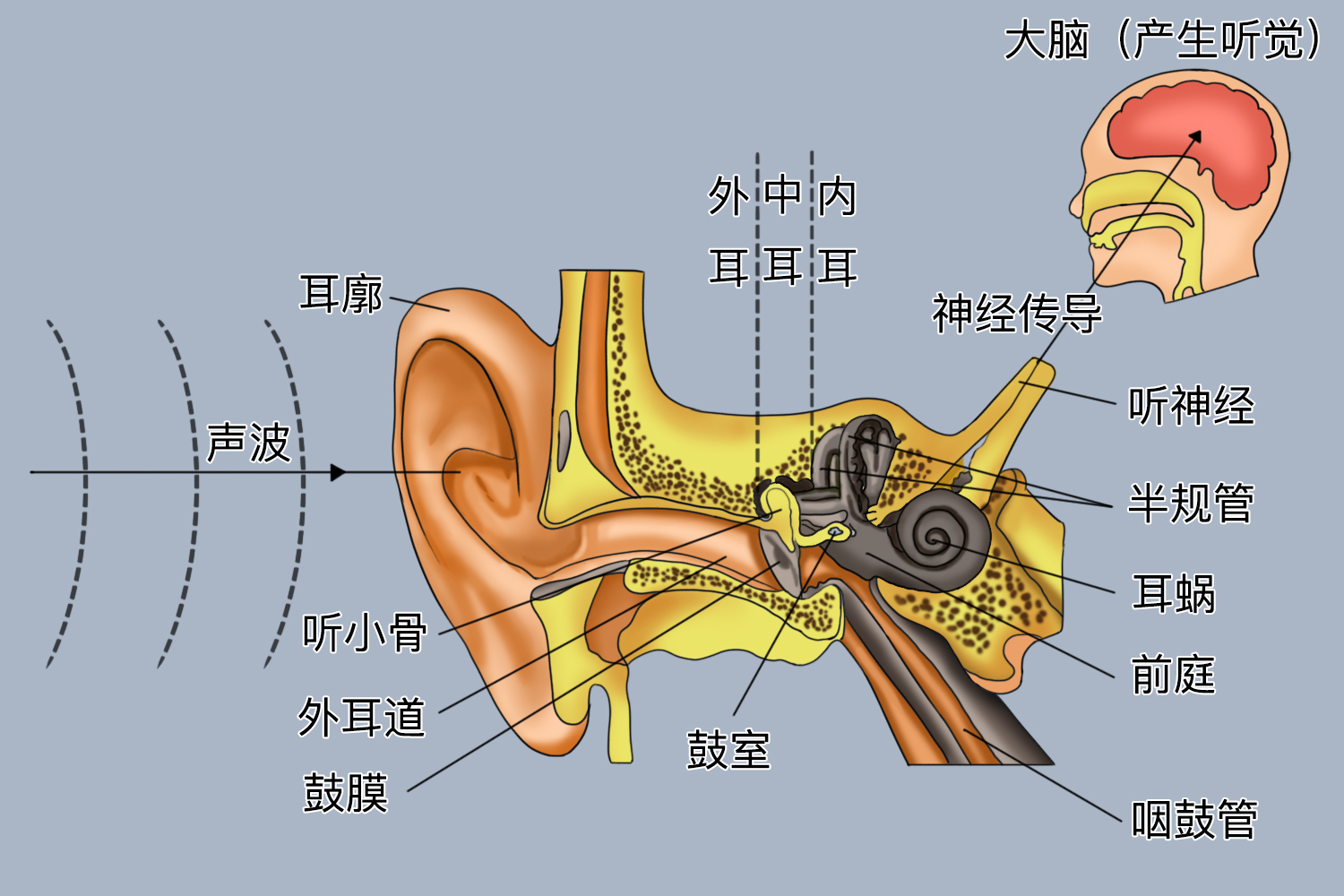 神经性耳聋等耳部疾患可引发不同程度的听力下降