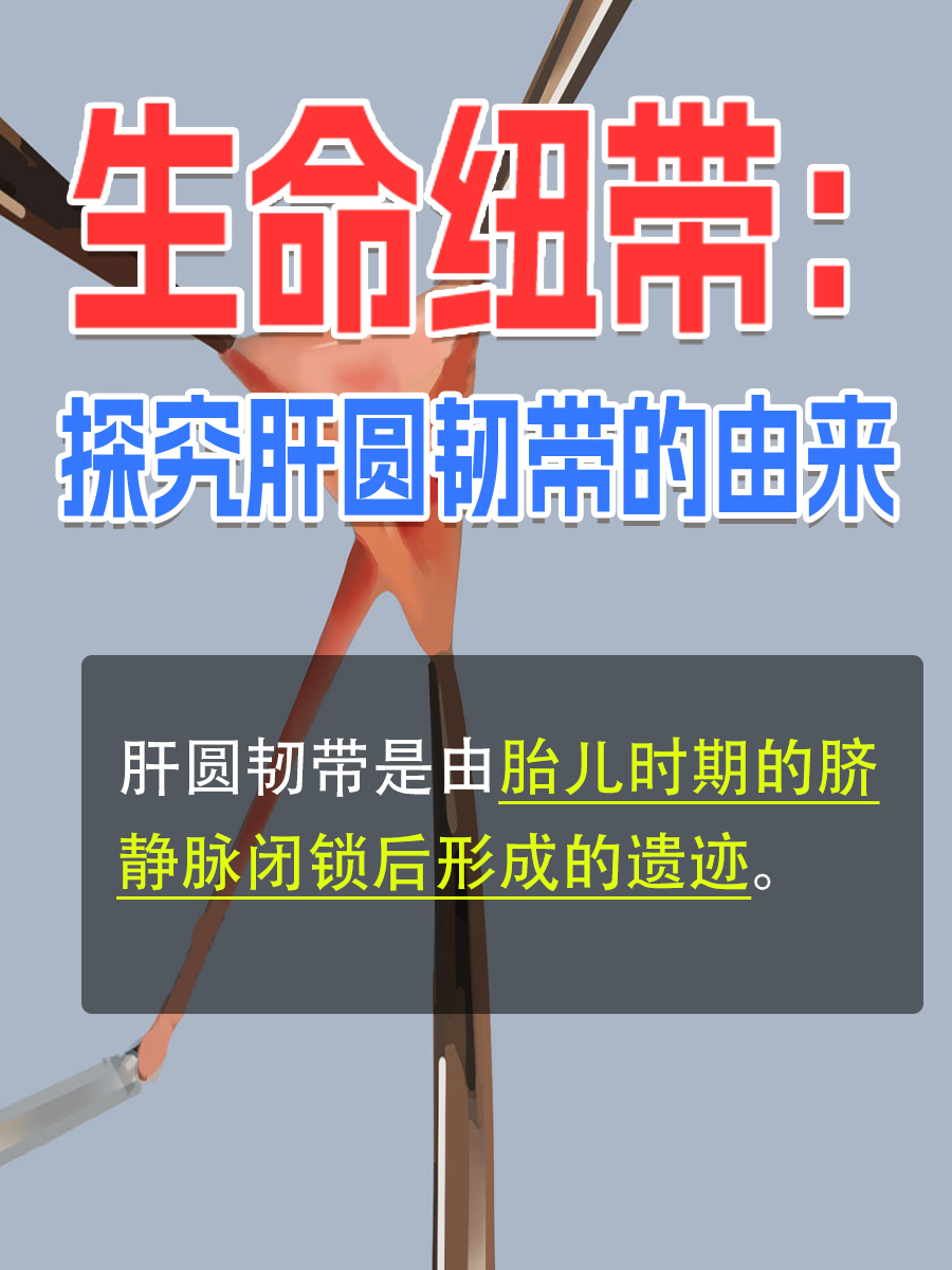 生命纽带：探究肝圆韧带的由来