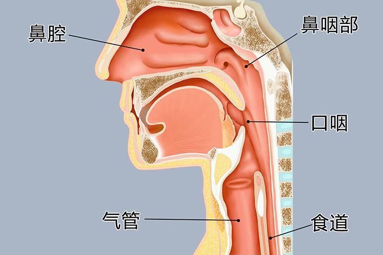 鼻腔位置手绘图