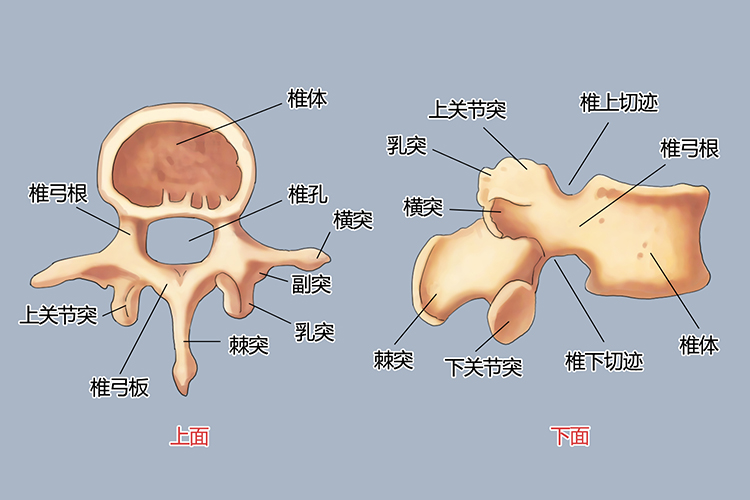 正常腰椎结构图