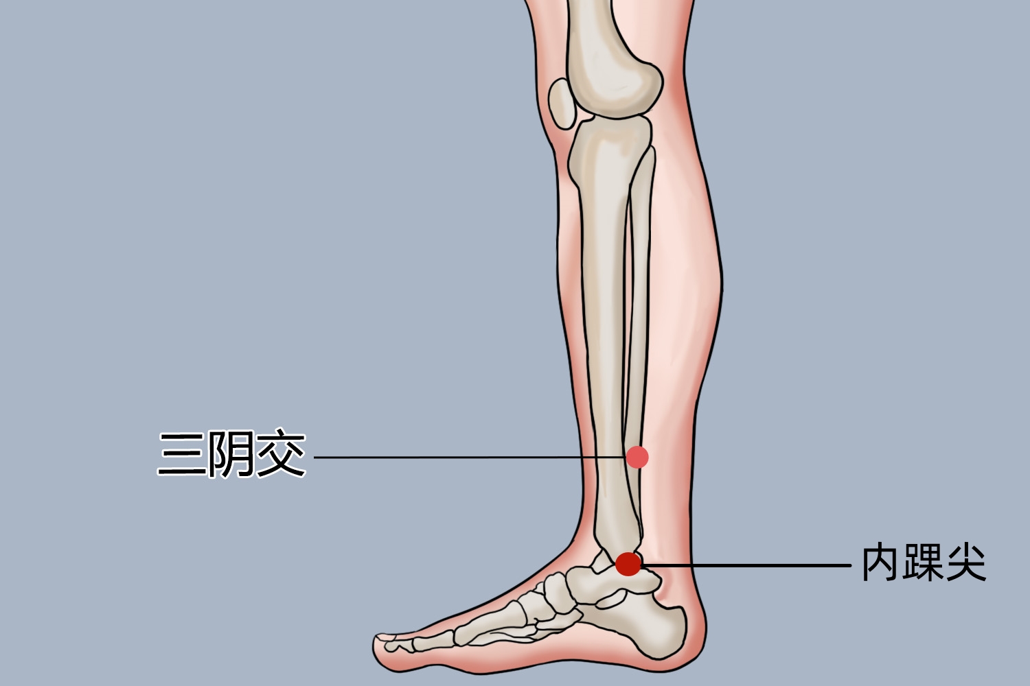 三阴交位置图 三阴交位置图