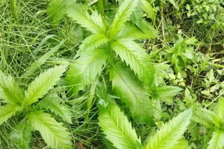 熊胆草植株图