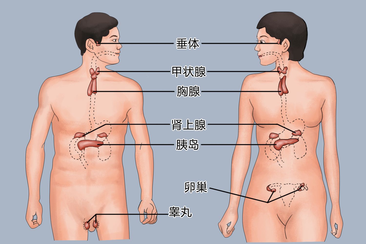 内分泌腺分布图