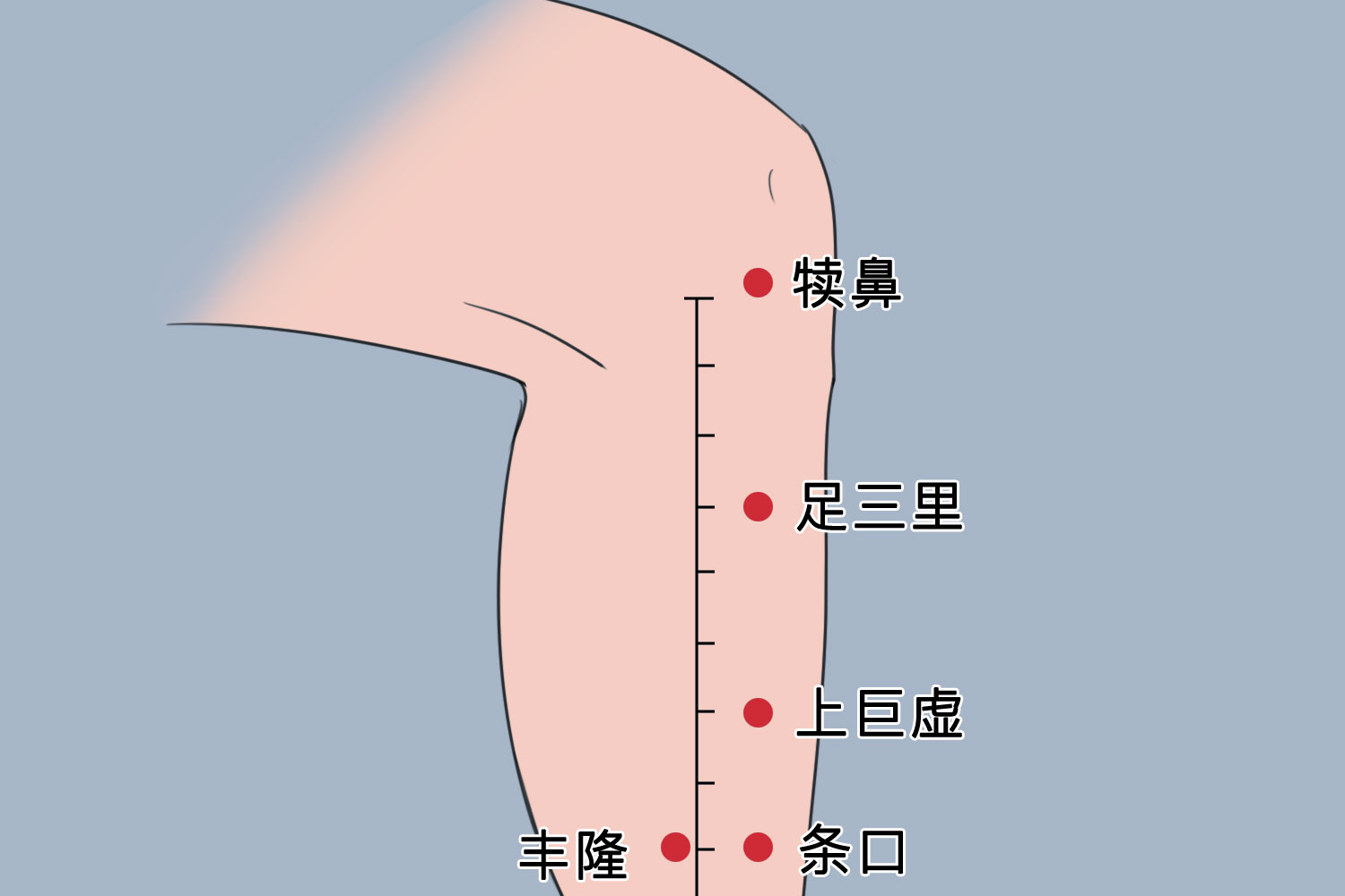 足三里穴位置图
