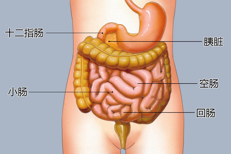 小肠结构图