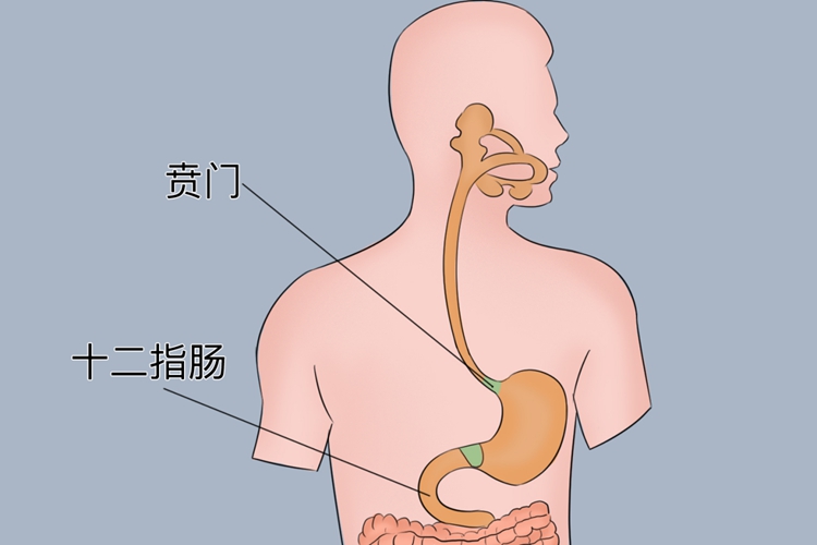 贲门是什么位置图片图片