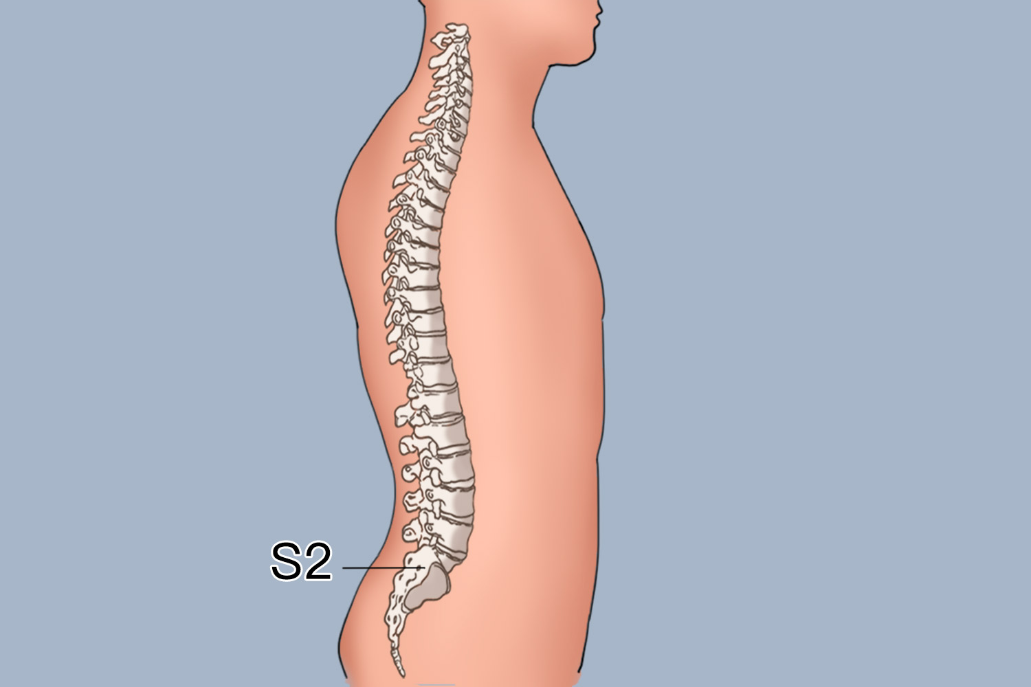 S2椎体部位图 S2椎体部位图