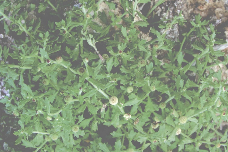 地胡椒草植株图 地胡椒草植株图