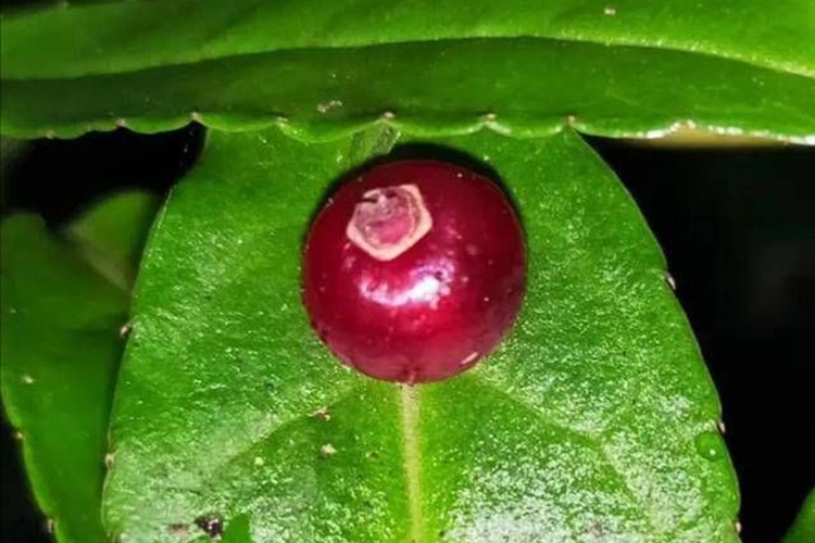 叶上花植物形态图