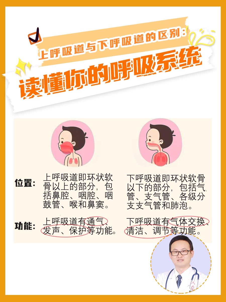 上呼吸道与下呼吸道的区别：读懂你的呼吸系统
