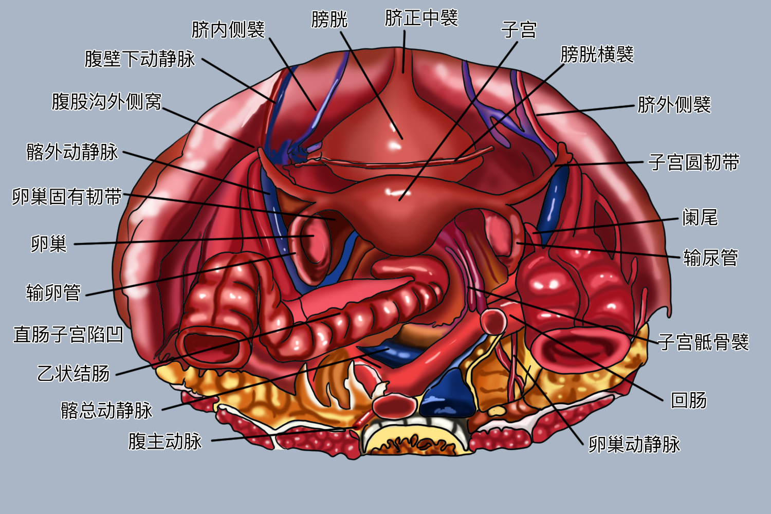 女性盆腔结构图