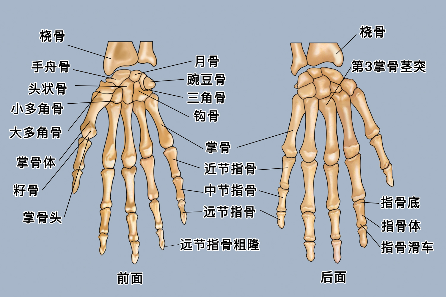 手骨图