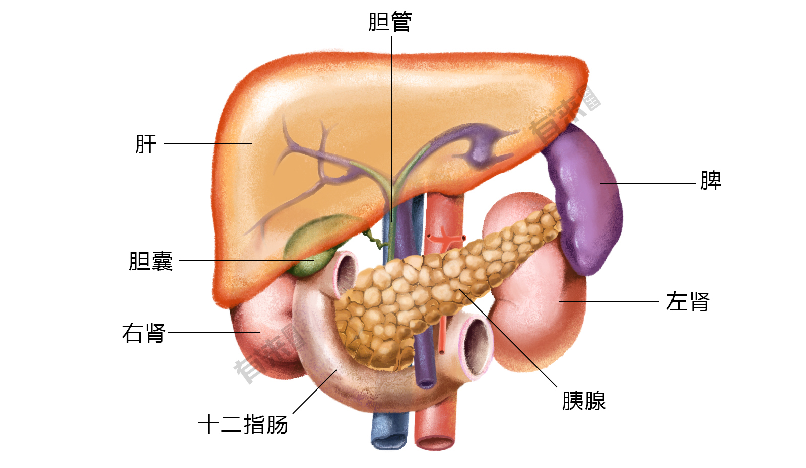 脾的位置图胰腺图片