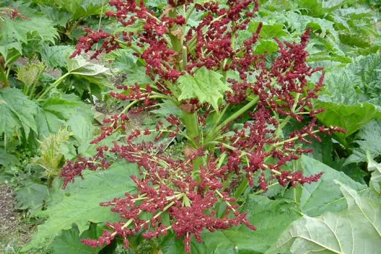 掌叶大黄植株图