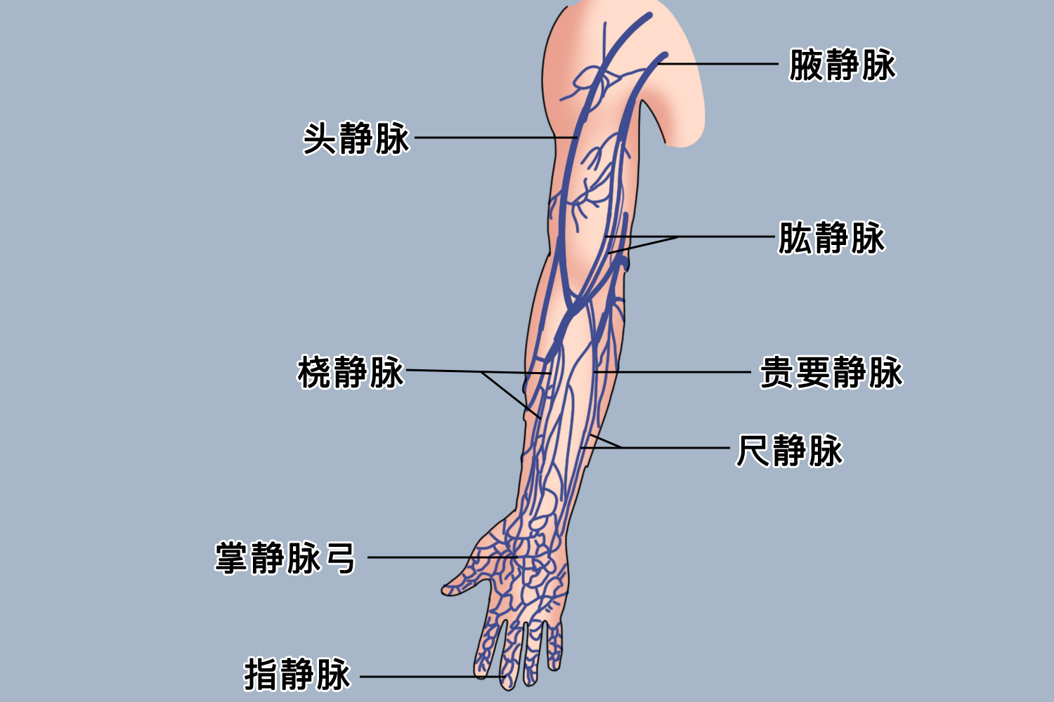 腋动脉的分段及分支图片