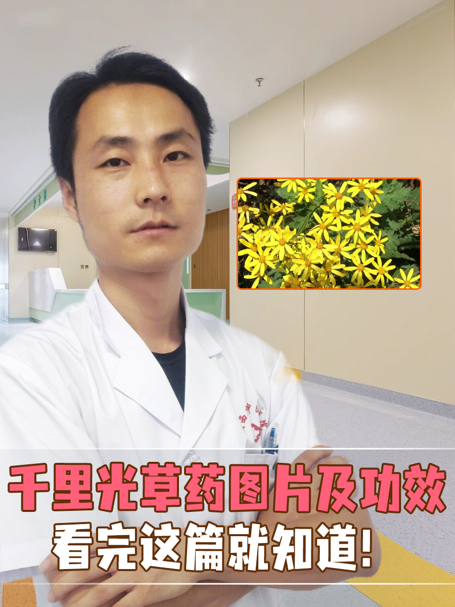 千里光草药图片及功效，看完这篇就知道！