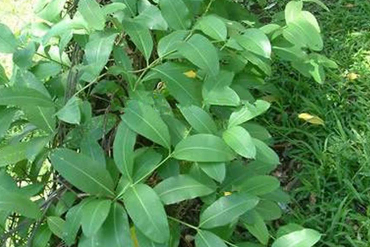 牛奶藤植物全株外观图