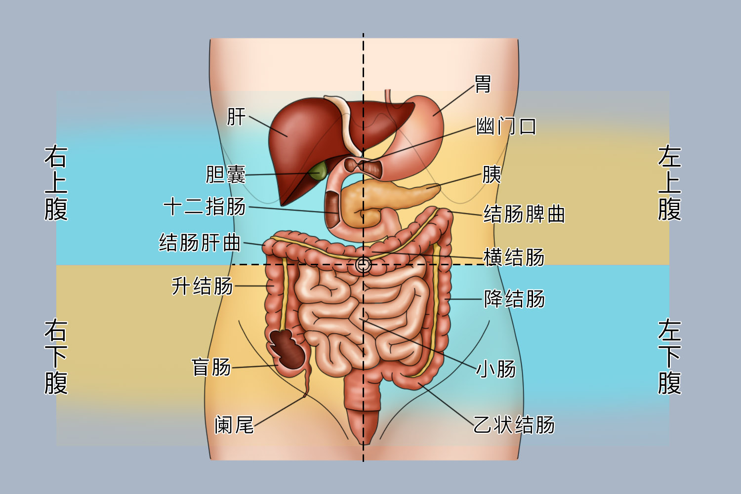 腹部旁边部位图