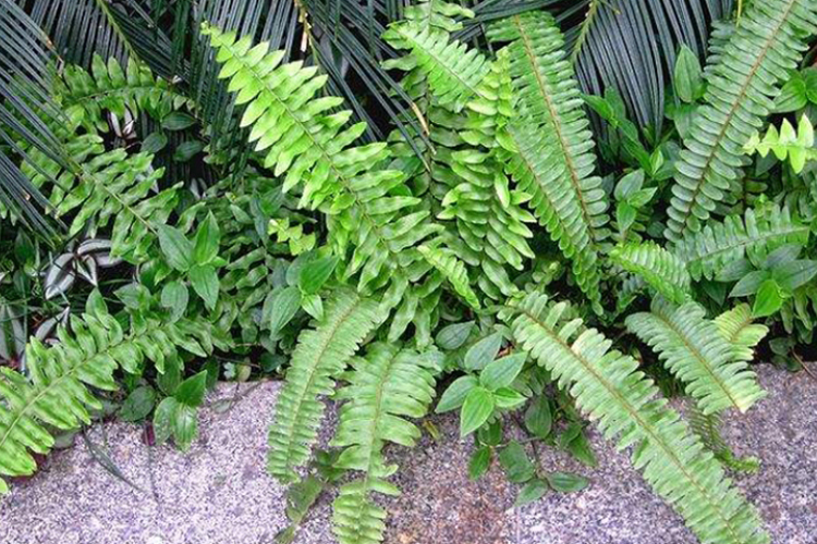 石蛋草药图片_有来医生